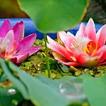 Szálloda Wellness- Und Gartenhotel Heusser 4*