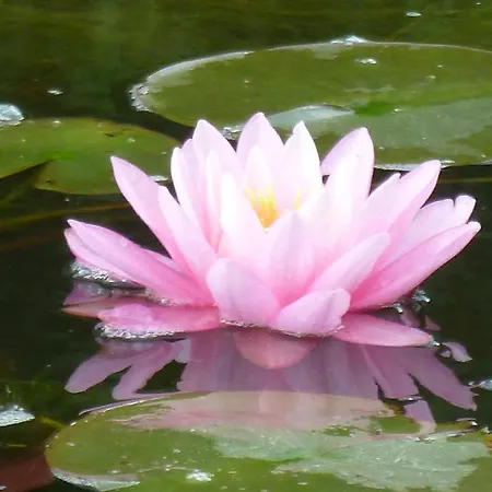 酒店 Wellness- Und Gartenhotel Heusser